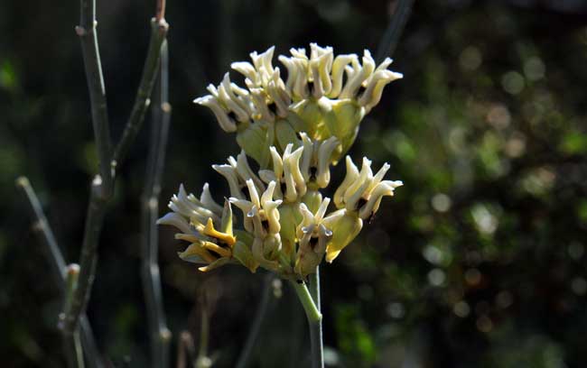 Asclepias subulata, Rush Milkweed, Southwest Desert Flora Asclepias subulata, Rush Milkweed, Southwest Desert Flora